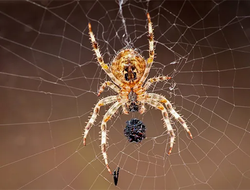 Valor de Dedetização de Aranhas